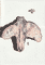 birch-tree-seed-scale-2025
